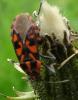 Spilostethus saxatilis